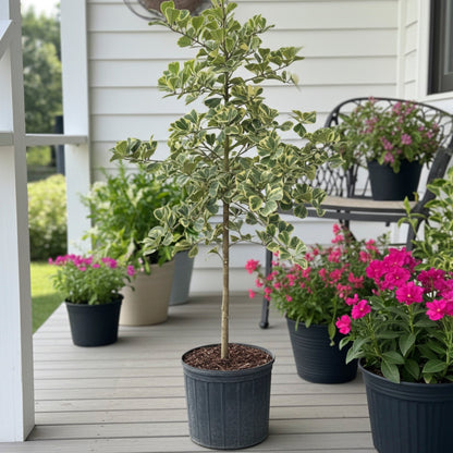 Ficus Triangularis Tree Form Single Stem, Variegated Tree