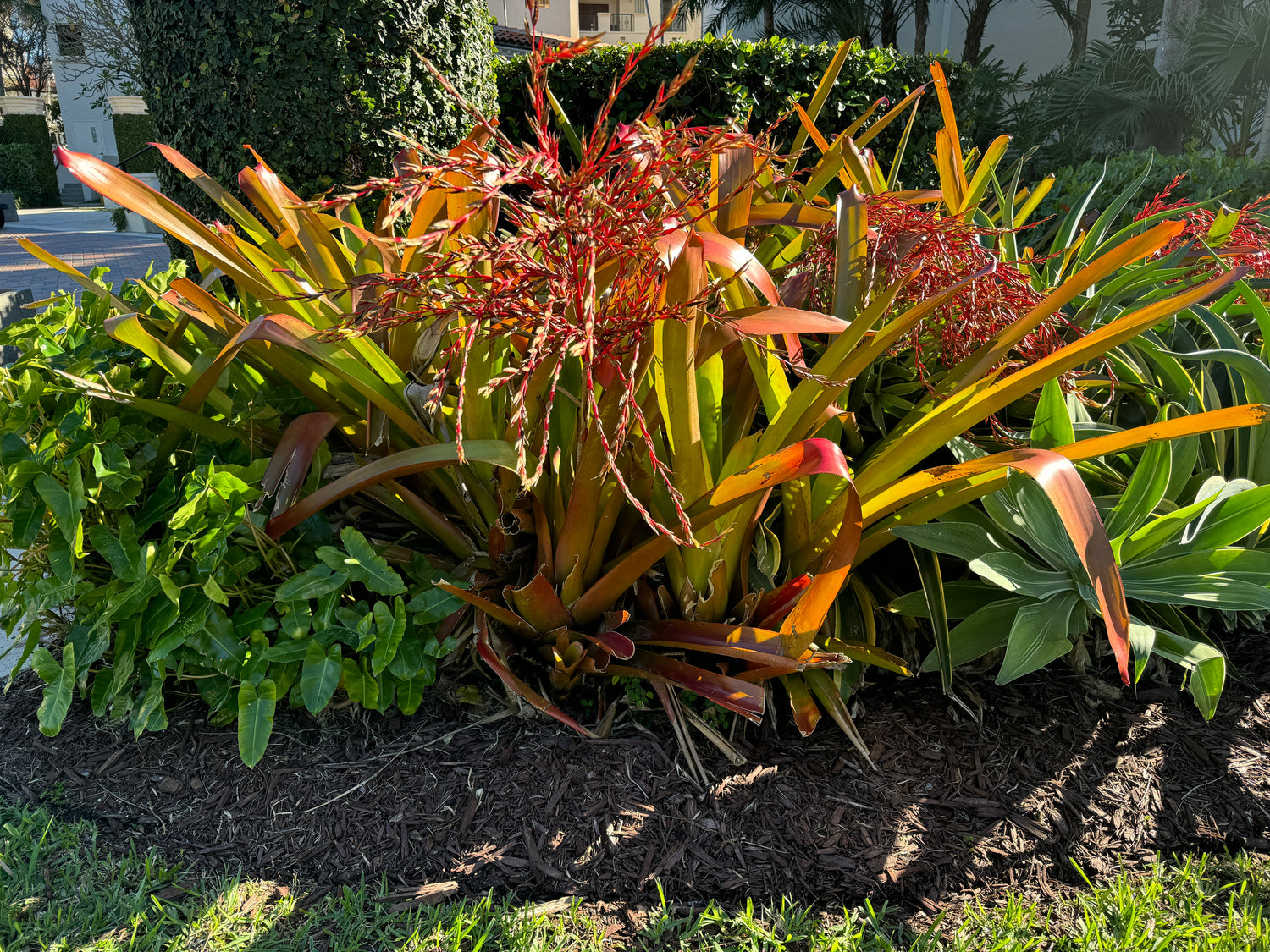 Bromeliad Aechmea Blanchetiana Orange