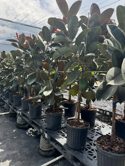 Ficus Burgundy Tree Form Single Stem, Rubber Tree