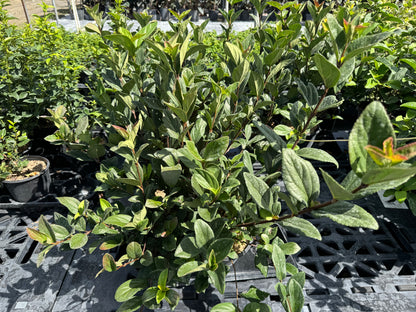 multiple Viburnum Suspensum, Flowering Shrub outside