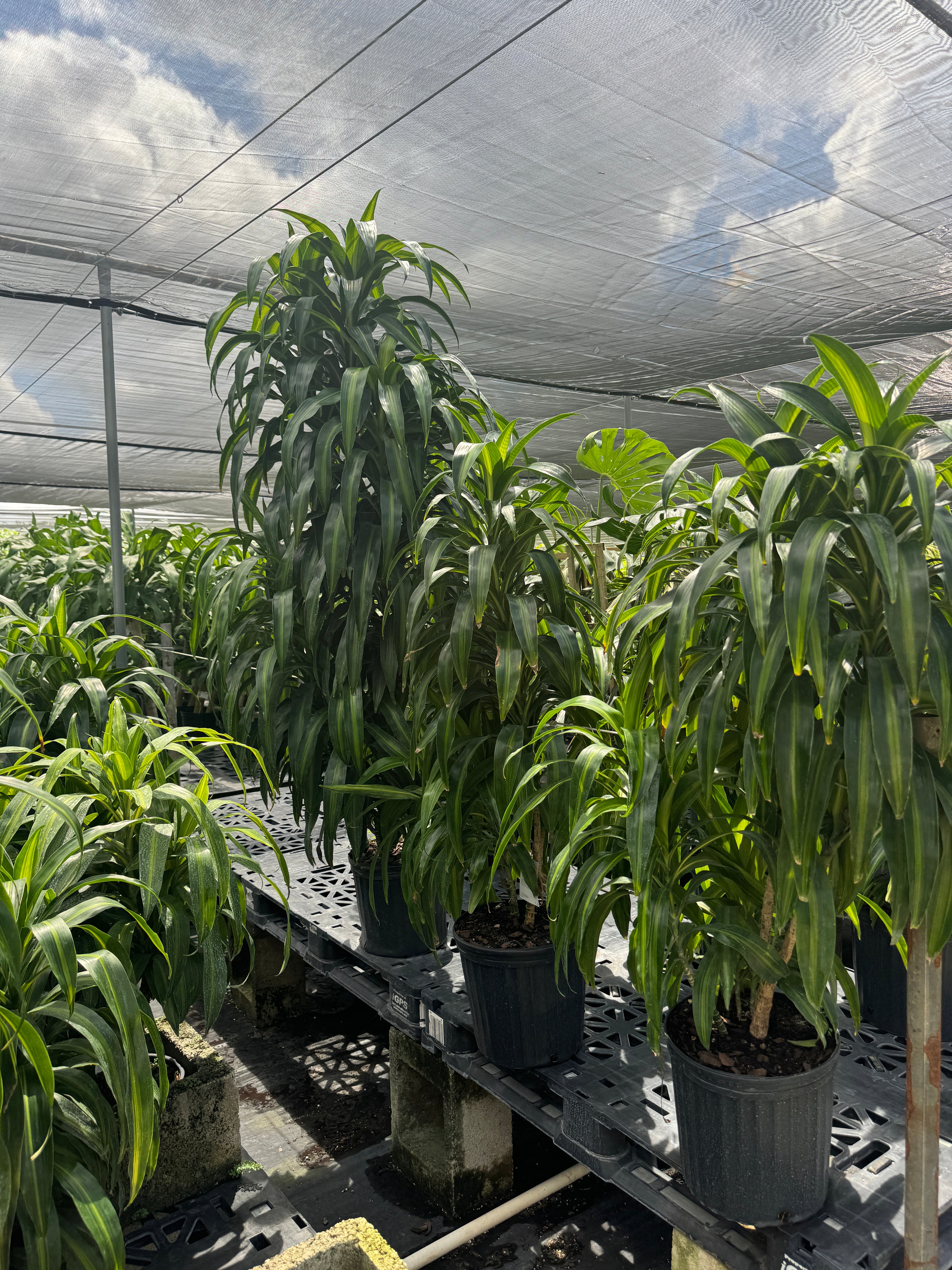 Dracaena Hawaiian Sunshine, Striped Dracaena Deremensis