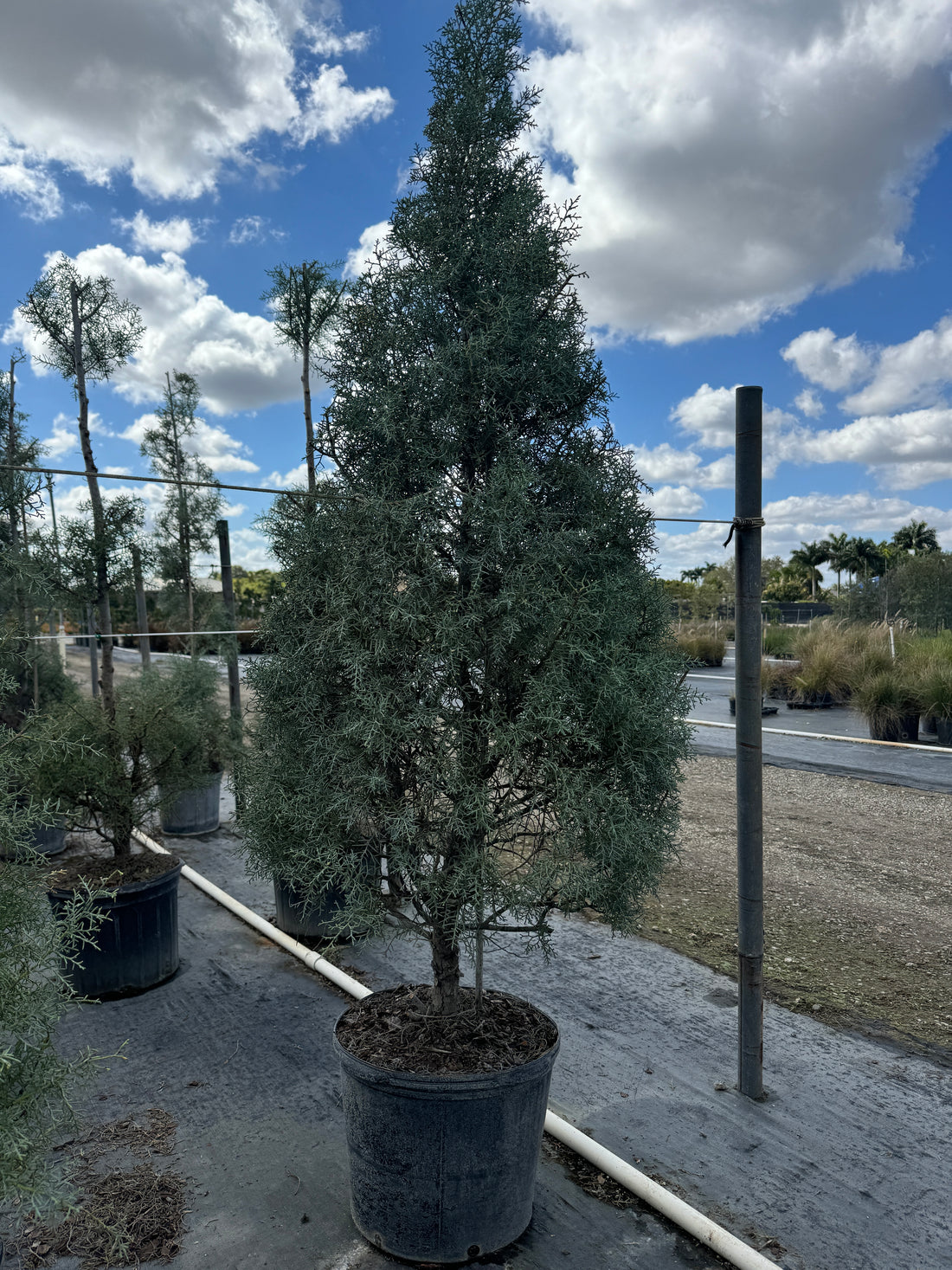 Carolina Sapphire Tree Form Arizona Cypress