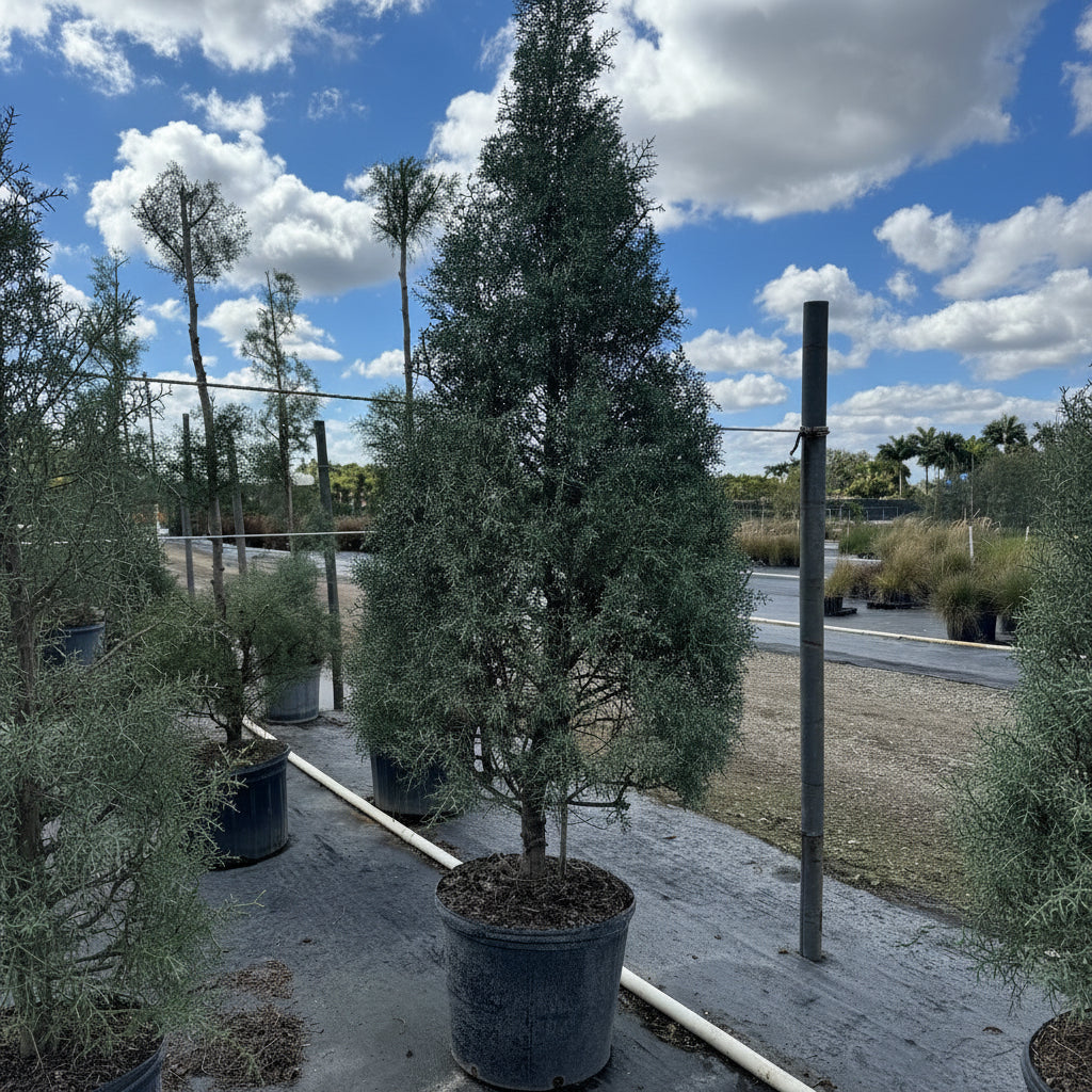 Large Carolina sapphire tree form Potted trees in a nursery setting with a blue sky and clouds.