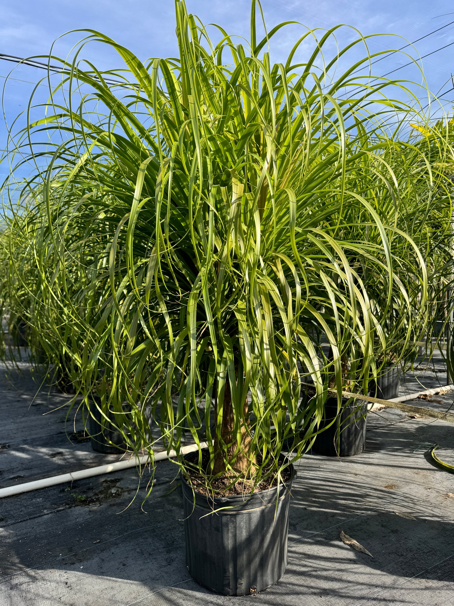 Ponytail Palm Bonsai, Elephant&