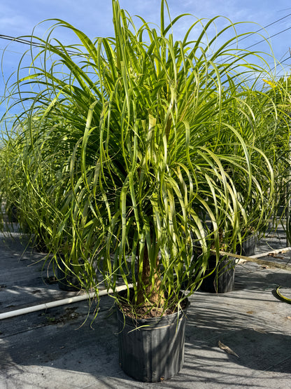 Ponytail Palm Bonsai, Elephant&