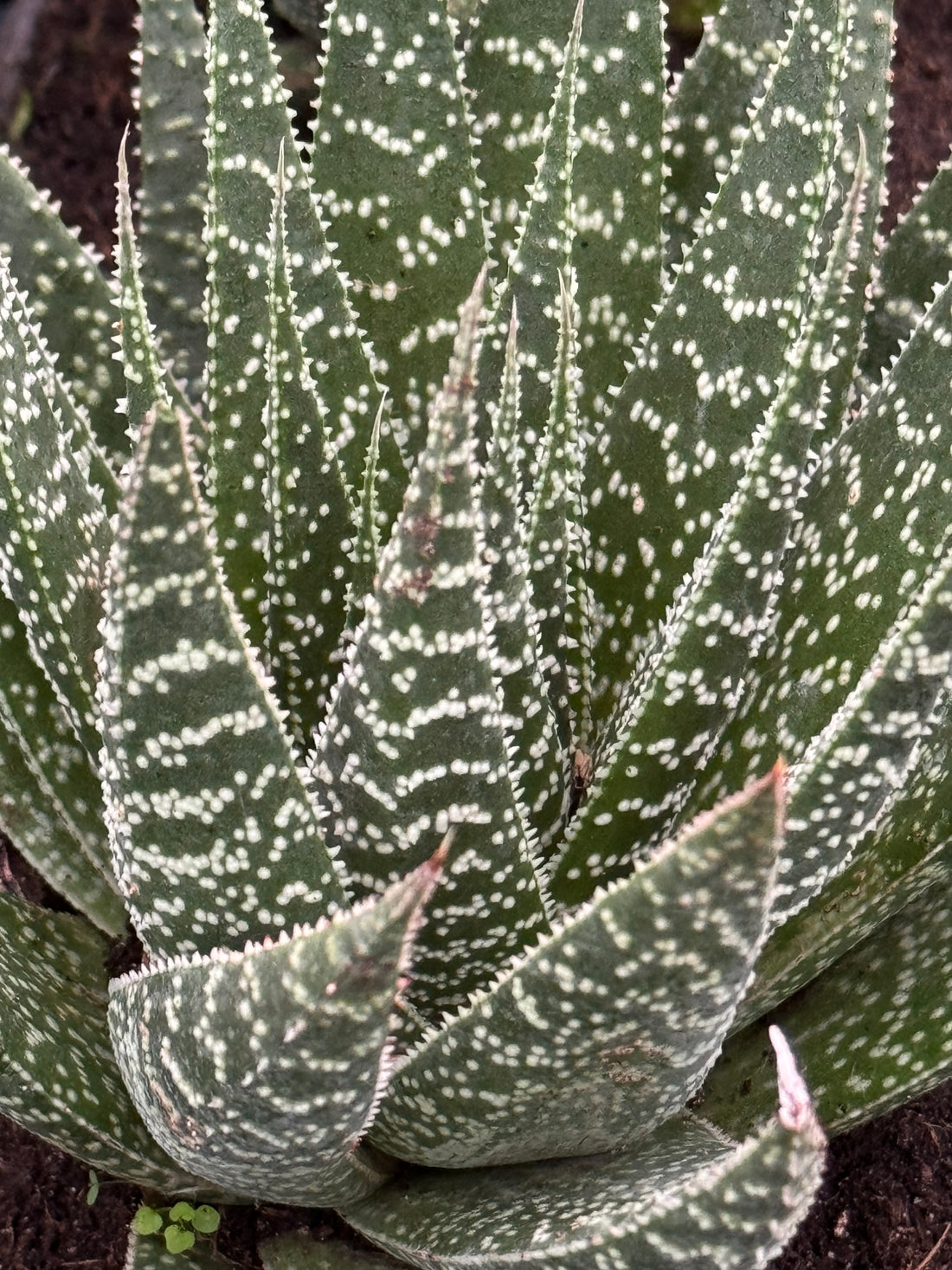 Aloe, Lace Aloe Aristaloe Aristata, Torch Plant, Bearded Aloe Succulent