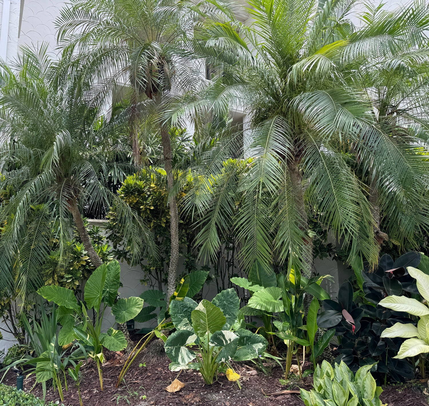 Date Palm Tree Single, Phoenix Roebelinii Pygmy Tropical Palm