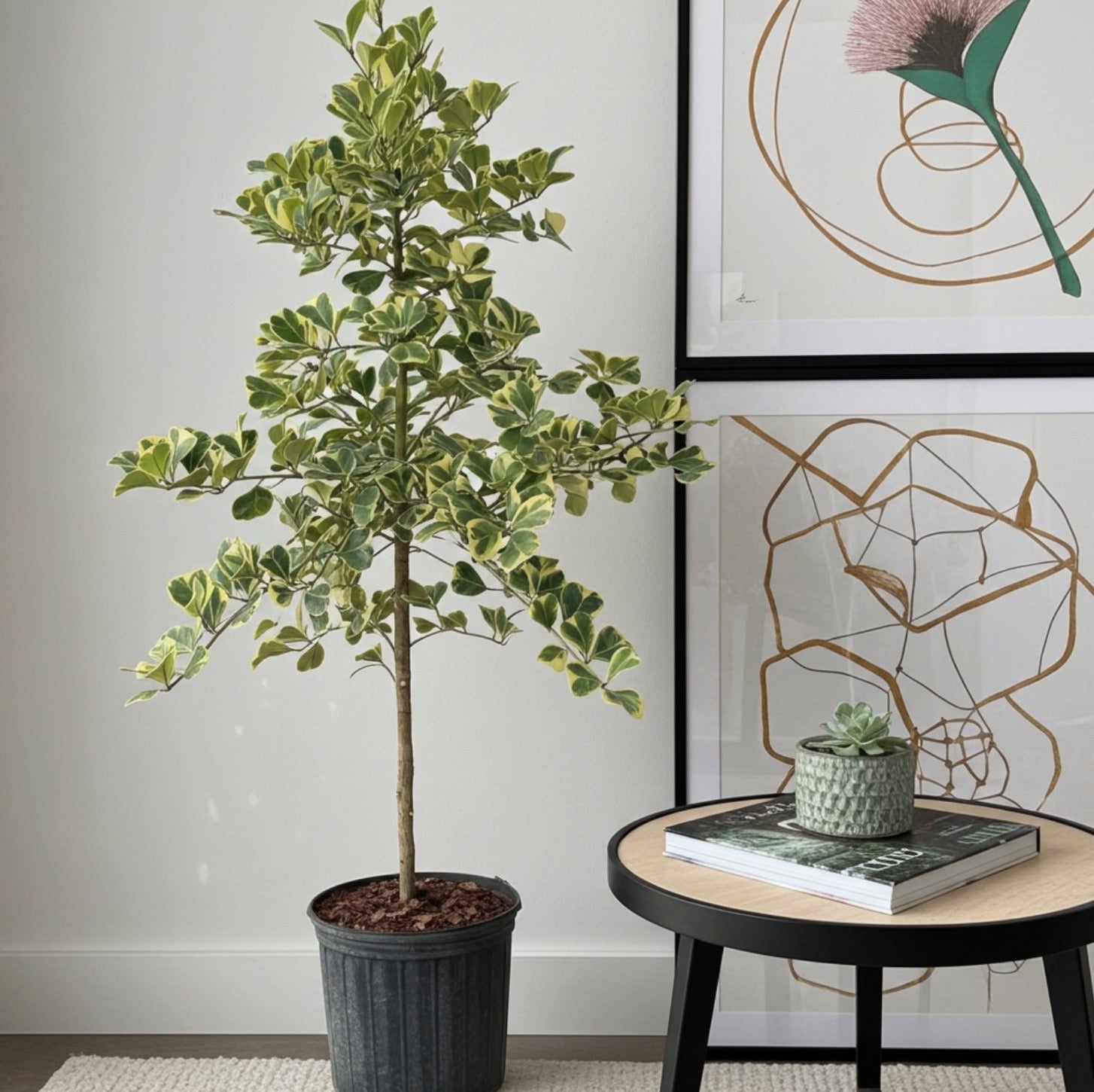 Ficus Triangularis Tree Form Single Stem, Variegated Tree