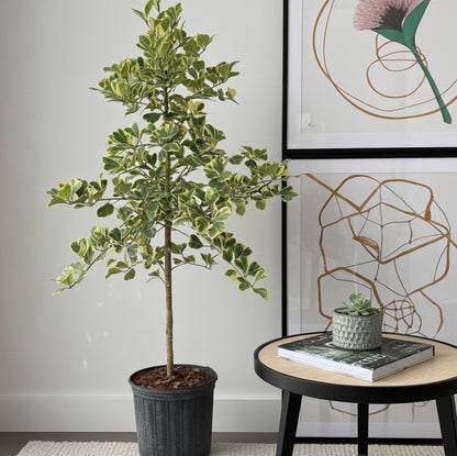 Ficus Triangularis Tree Form Single Stem, Variegated Tree
