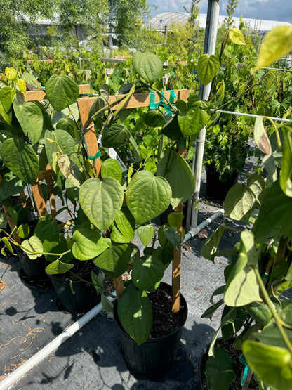 black pepper for house plants Black Pepper, Piper Nigrum