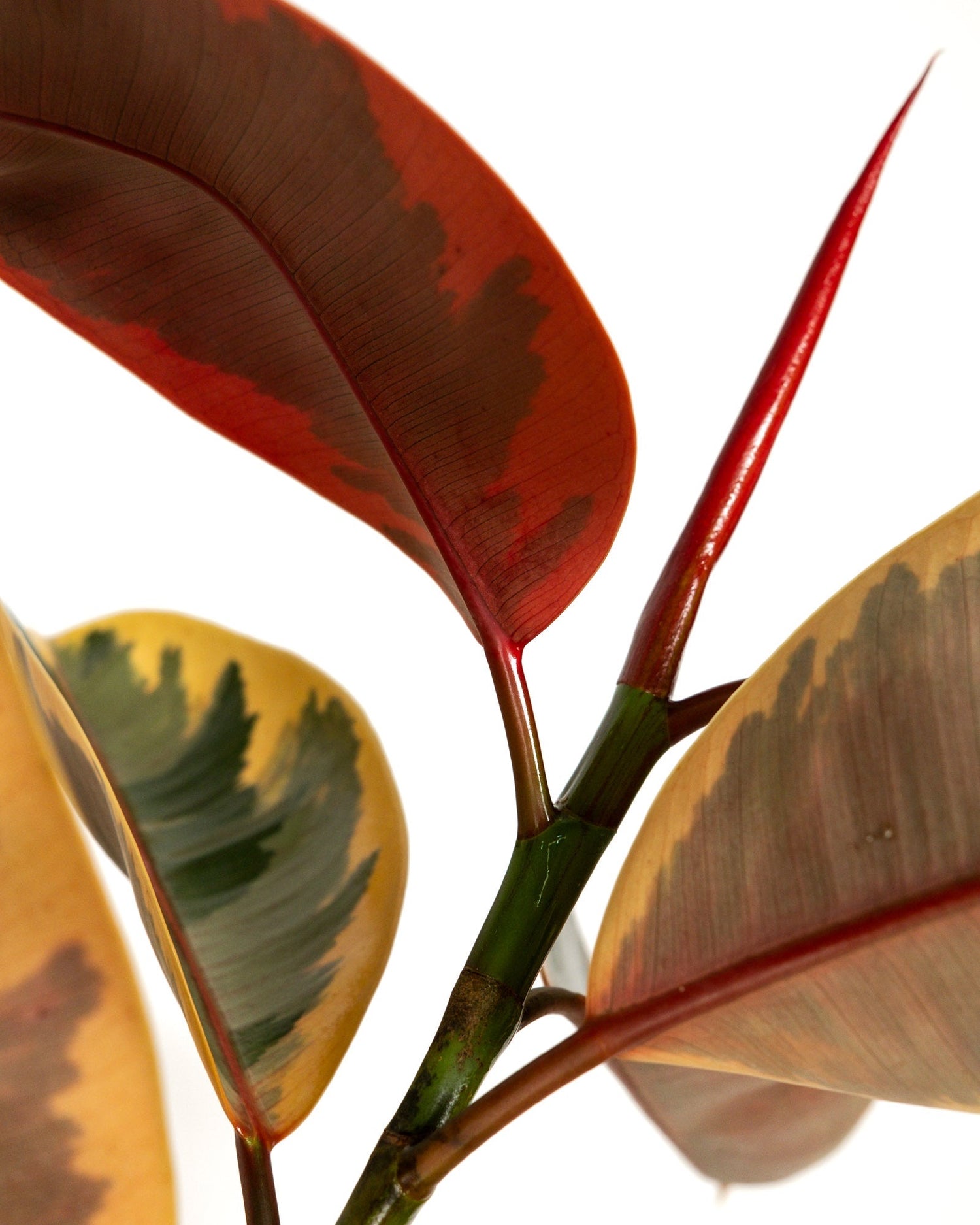 Ficus Ruby Tree Form Multibranch, Rubber Tree Live Plant