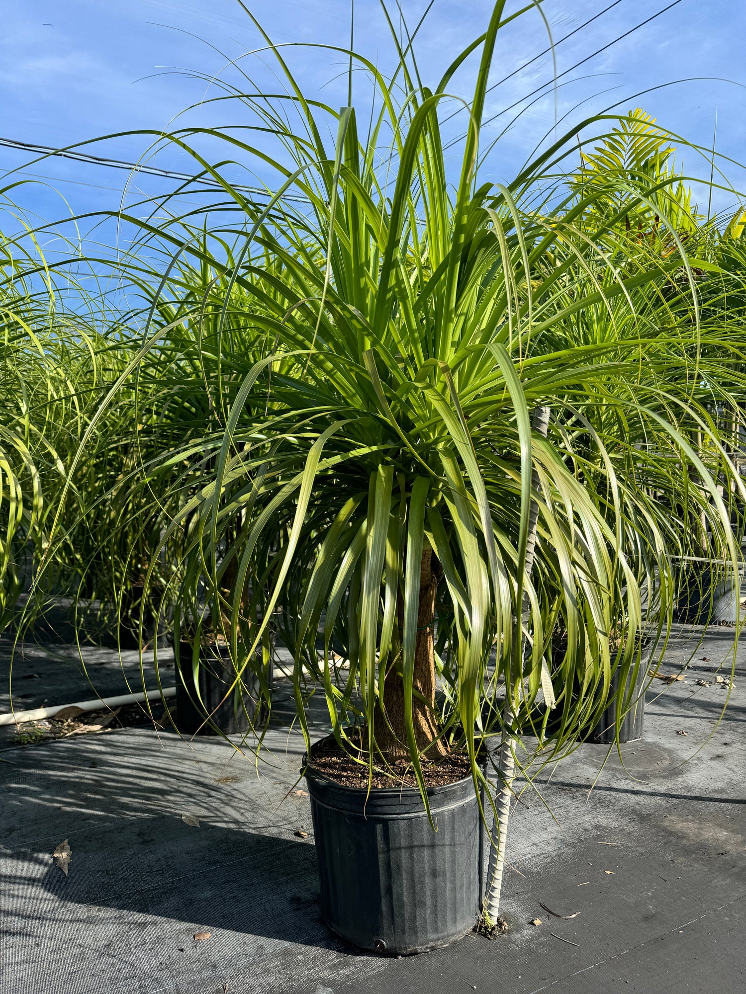 Ponytail Palm Bonsai, Elephant&