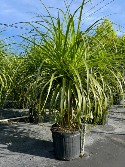 Ponytail Palm Bonsai, Elephant&