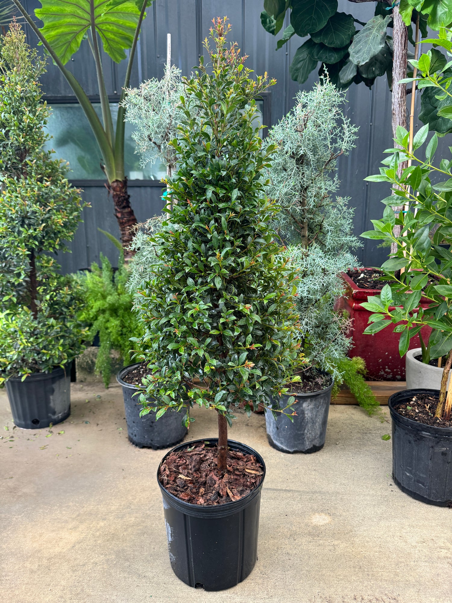Topiary Eugenia Cone, Tree Form