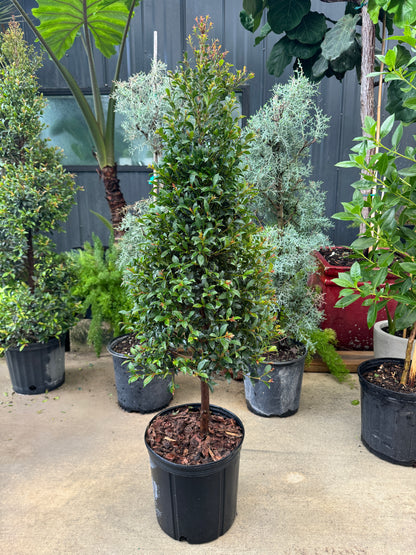 Topiary Eugenia Cone, Tree Form