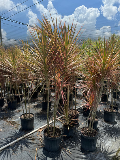 dracaena outdoor container Dracaena Dragon Tree Colorama Bush