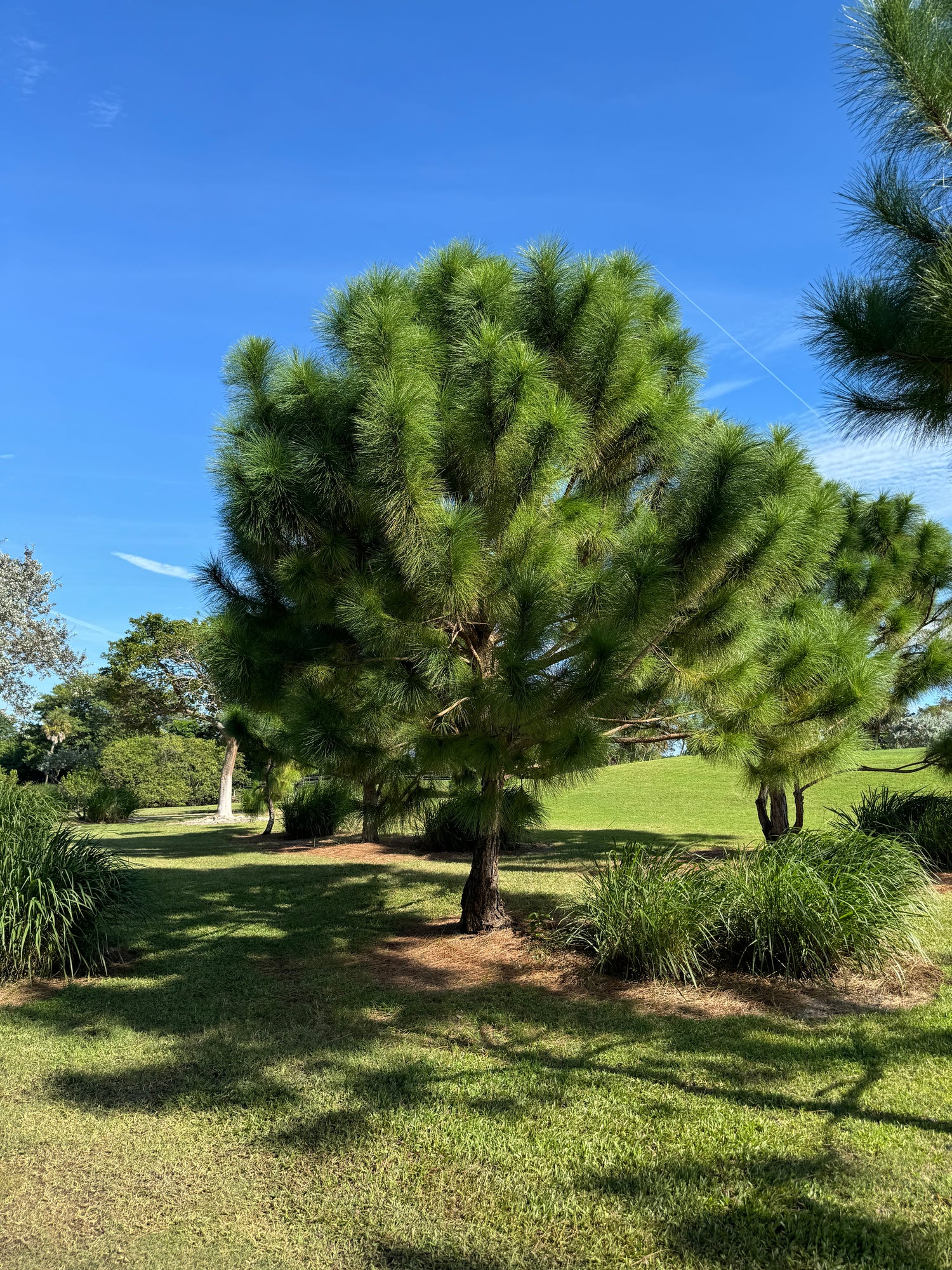 South Florida Slash Pine, Pinus Elliottii Densa