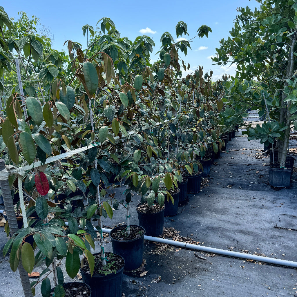 Young Satin Leaf Fruit Tree&