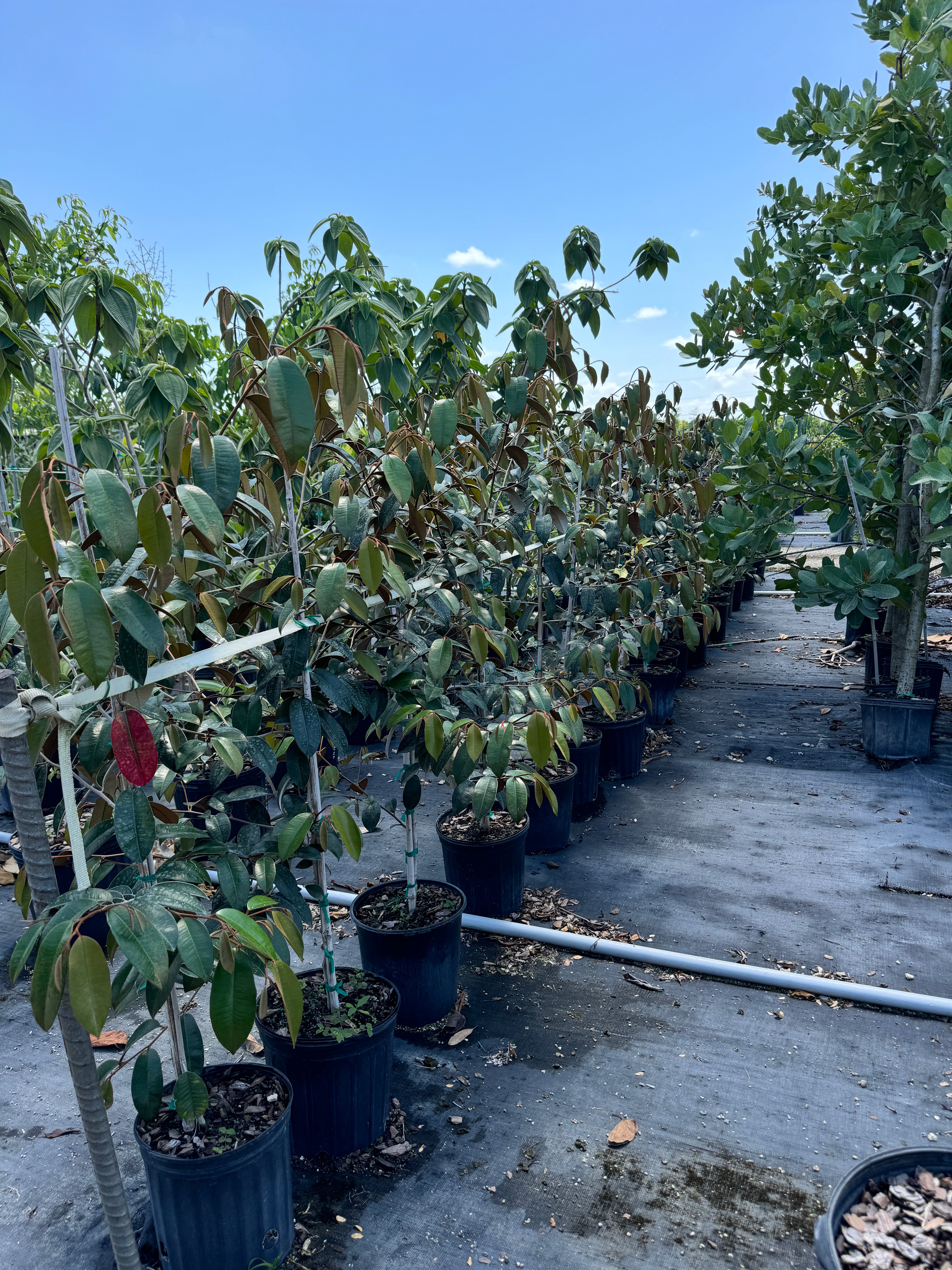 Satin Leaf Fruit Tree, Chrysophyllum Cainito