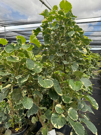 Aralia Balfouriana, Polyscias Balfour Variegated