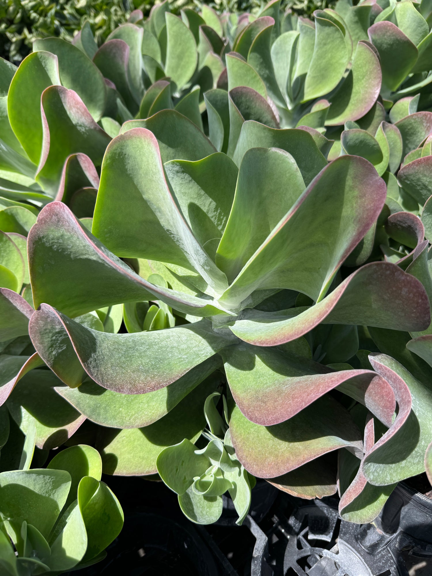 large leaf succulent Explore Our Cactus Kalanchoe 'Flagjacks'