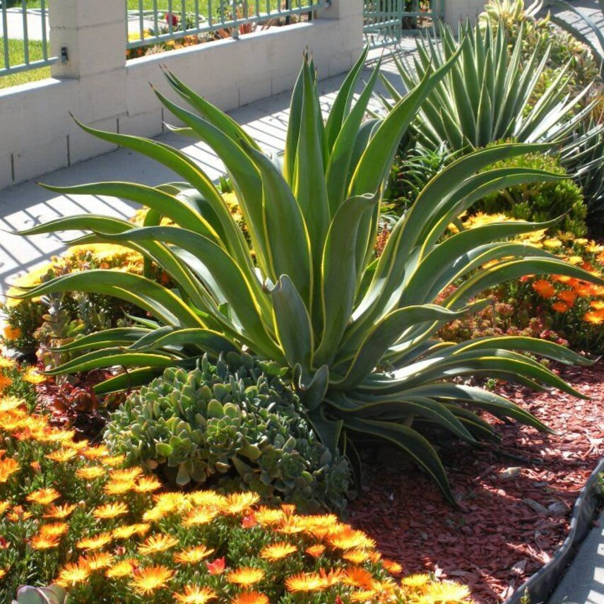 Large Mature Planted in Garden Agave Desmettiana Variegata Dwarf Century Plant
