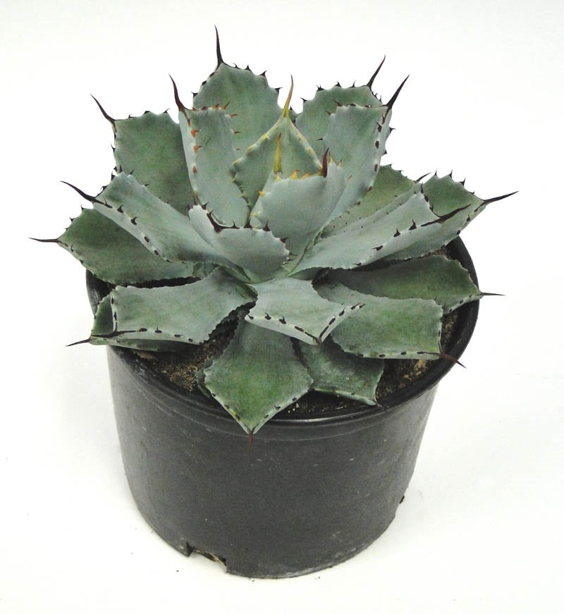 Agave Parryi J.C. Raulston