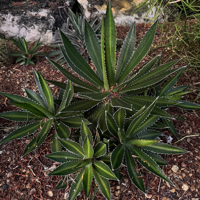 Agave lophantha &