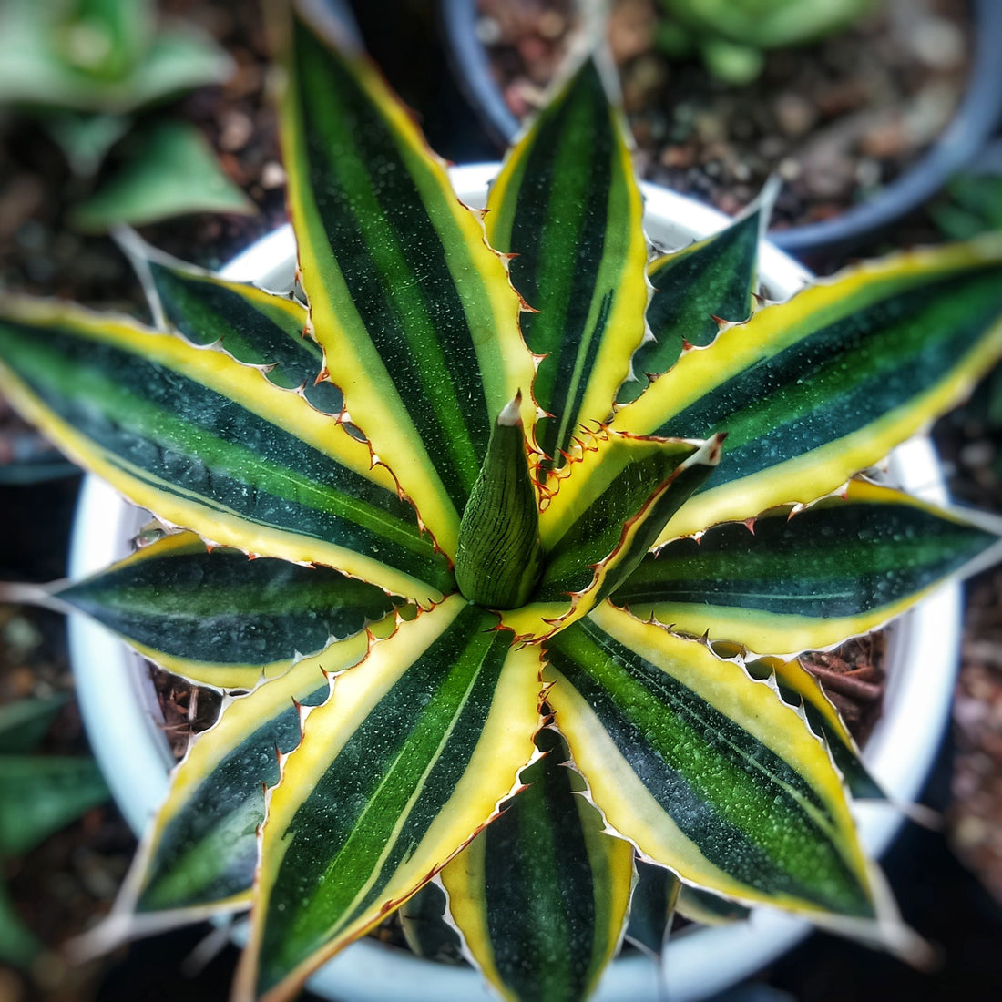 Agave lophantha &