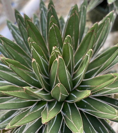 Agave Queen Victoria Reginae Porcupine