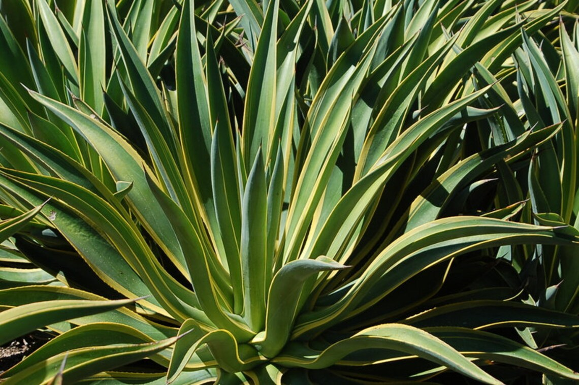 Agave Desmettiana Lurida