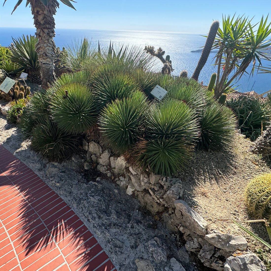 Large Mature Agave Geminiflora Twin Flower Planted in a Desert Style Garden