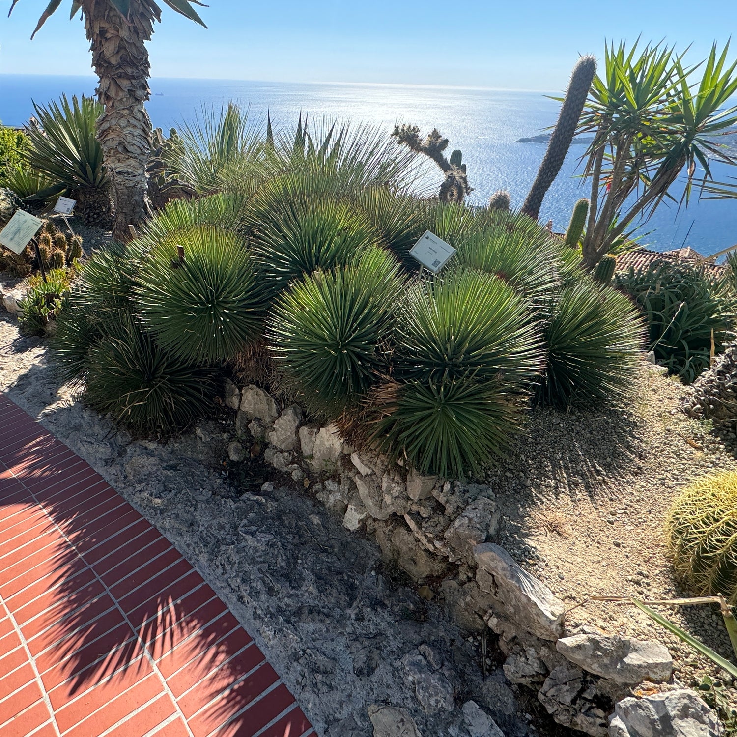 Large Mature Agave Geminiflora Twin Flower Planted in a Desert Style Garden