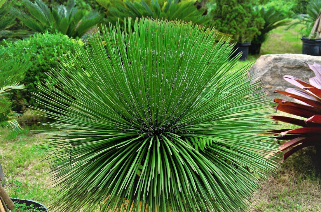 Agave Geminiflora Twin Flower