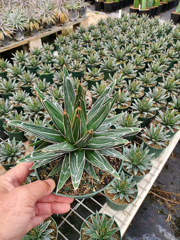 Agave Victoria Reginae Porcupine