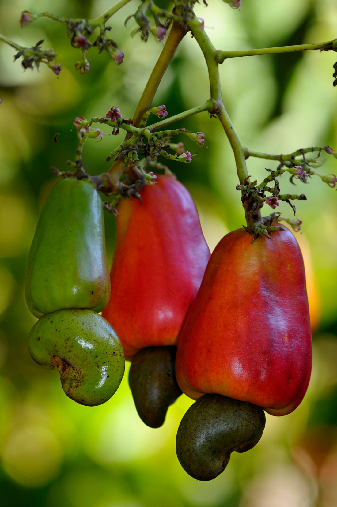 Cashew Apple Nut fruit Tree, Anacardium Occidentale