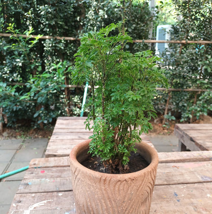 Aralia Hawaiian Ming, Polyscias Fruticosa (Ming Aralia)