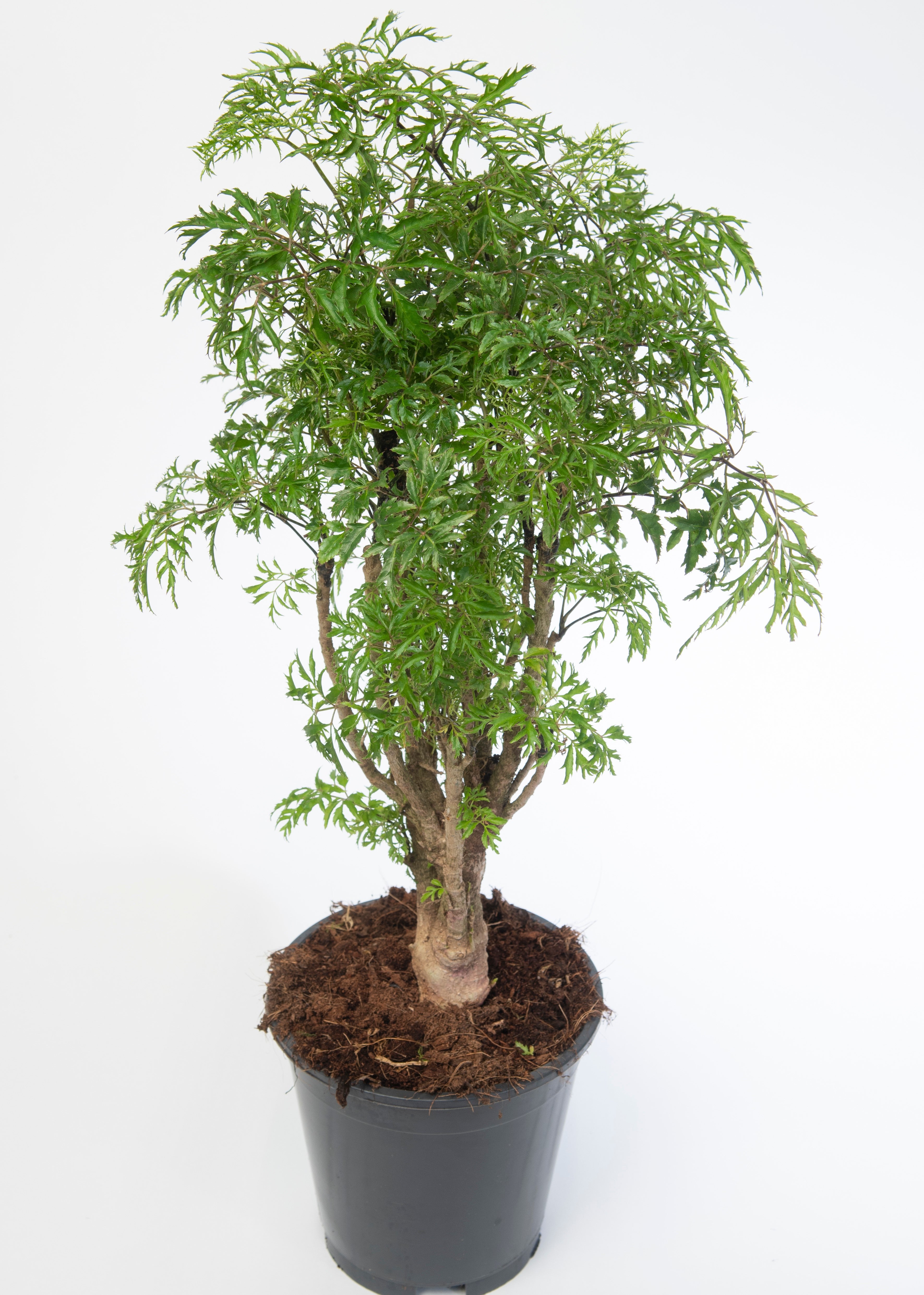 Aralia Hawaiian Ming, Polyscias Fruticosa (Ming Aralia)