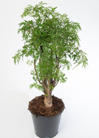 Aralia Hawaiian Ming, Polyscias Fruticosa (Ming Aralia)