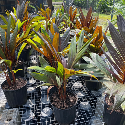 Areca Vestaria Several potted ornamental plants with long green, yellow, and reddish-brown leaves arranged on a metal grid tray outdoors.