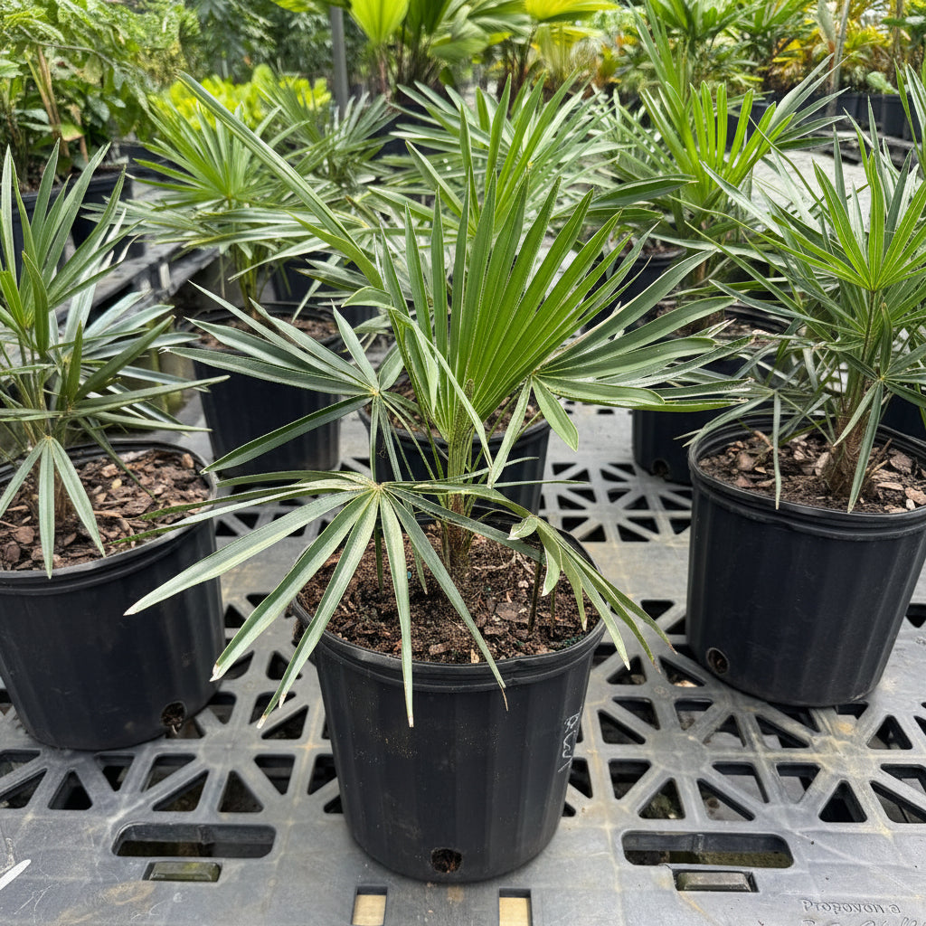 Azul Thatch Palm, Coccothrinax Macroglossa &