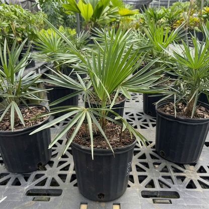 Copernicia Alba Caranday Wax Palm