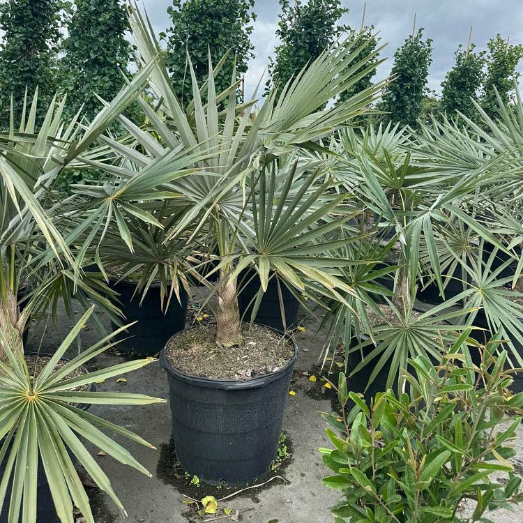 Azul Thatch Palm, Coccothrinax Macroglossa &