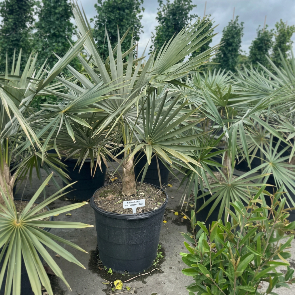 Copernicia Alba Caranday Wax Palm