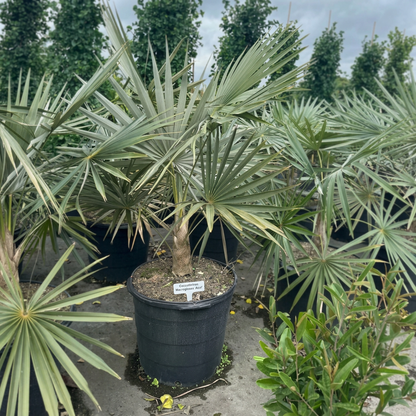 Copernicia Alba Caranday Wax Palm