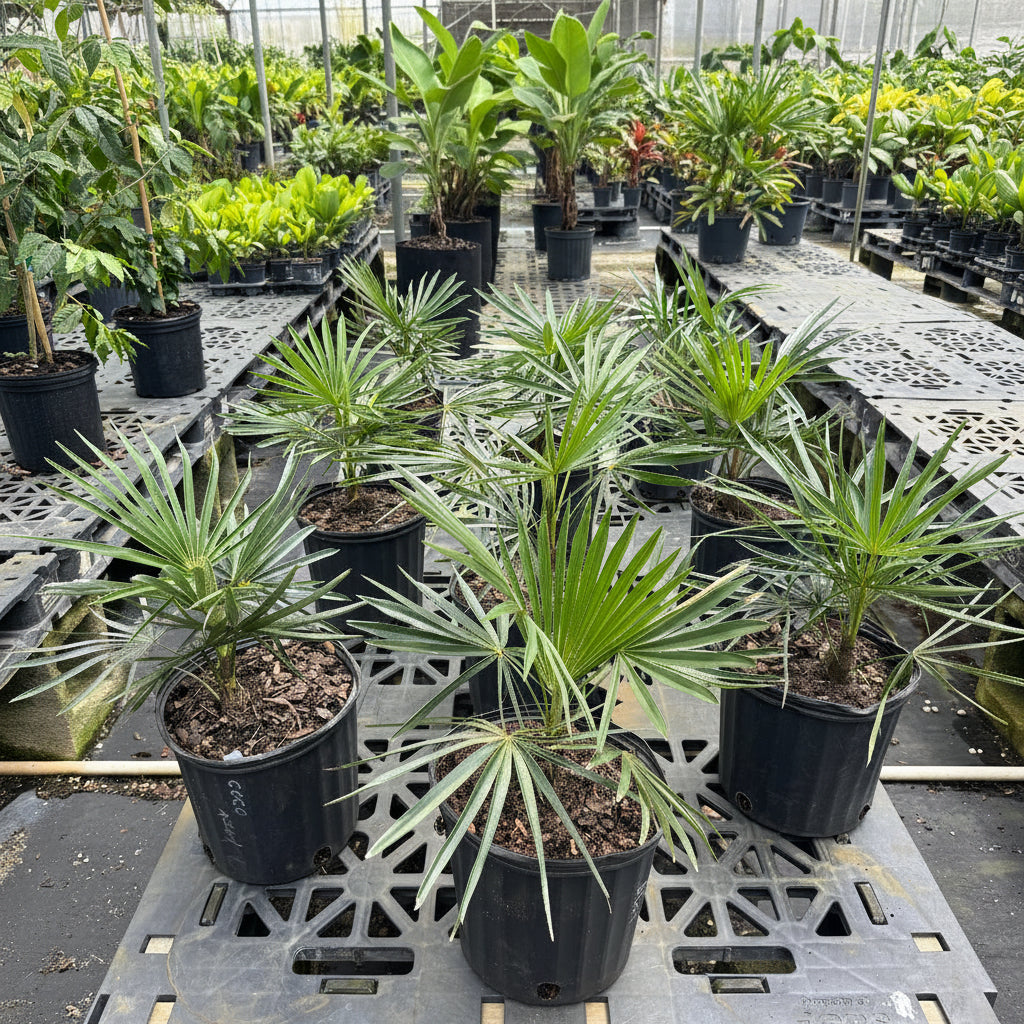 Azul Thatch Palm, Coccothrinax Macroglossa &
