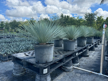 Yucca Rostrata Beaked Yucca, Desert Jewel Palm