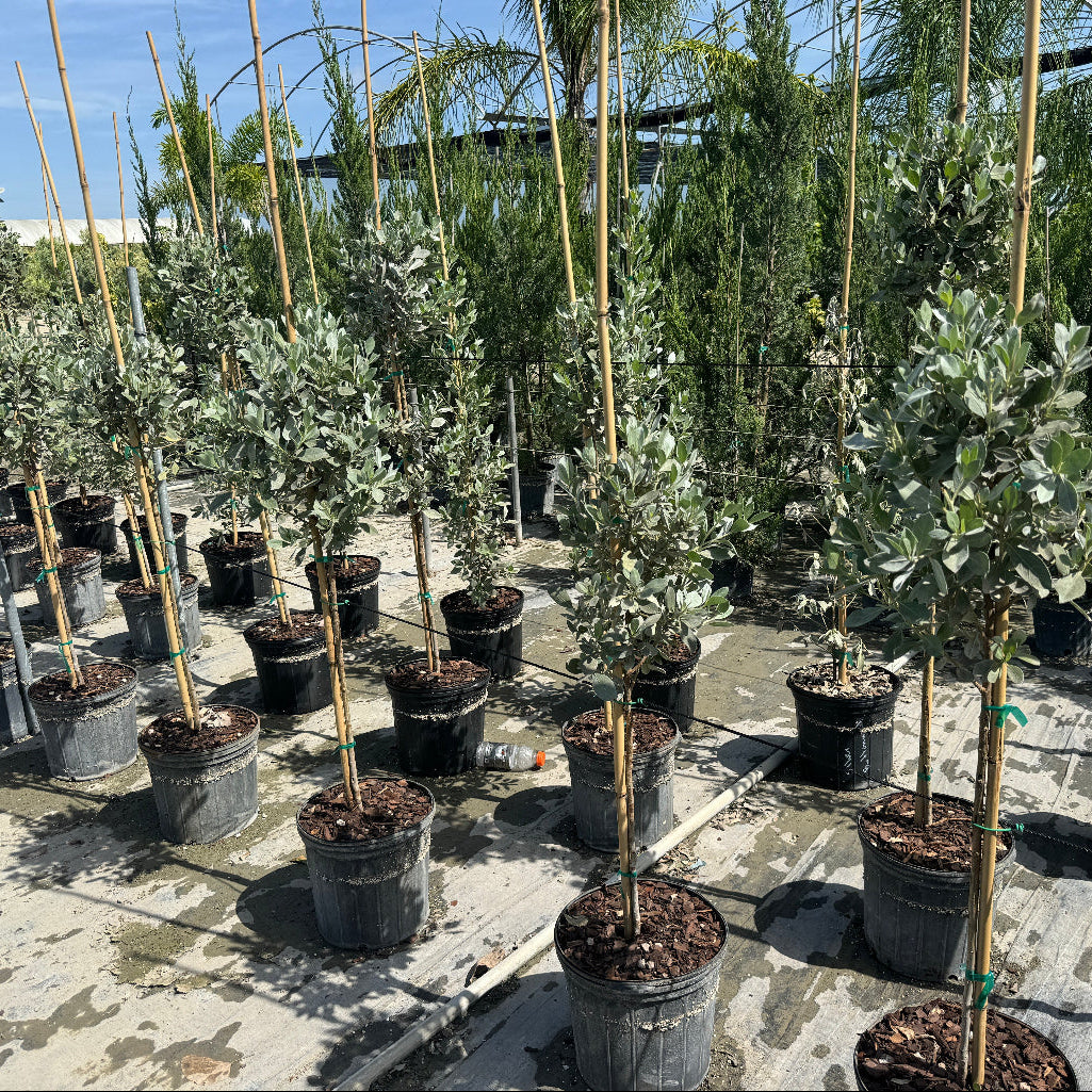 Topiary Silver Buttonwood 1 Ball Tree Form, Florida Landscape Tree in Lush green garden with agave plants and shrubs in front of a building.