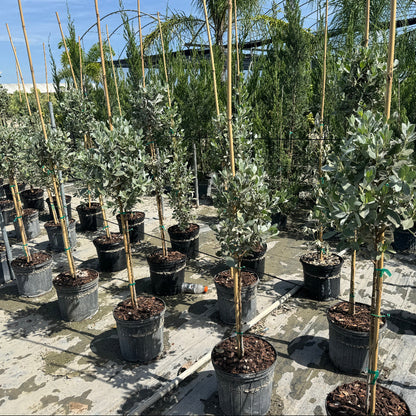 Topiary Silver Buttonwood 1 Ball Tree Form, Florida Landscape Tree in Lush green garden with agave plants and shrubs in front of a building.