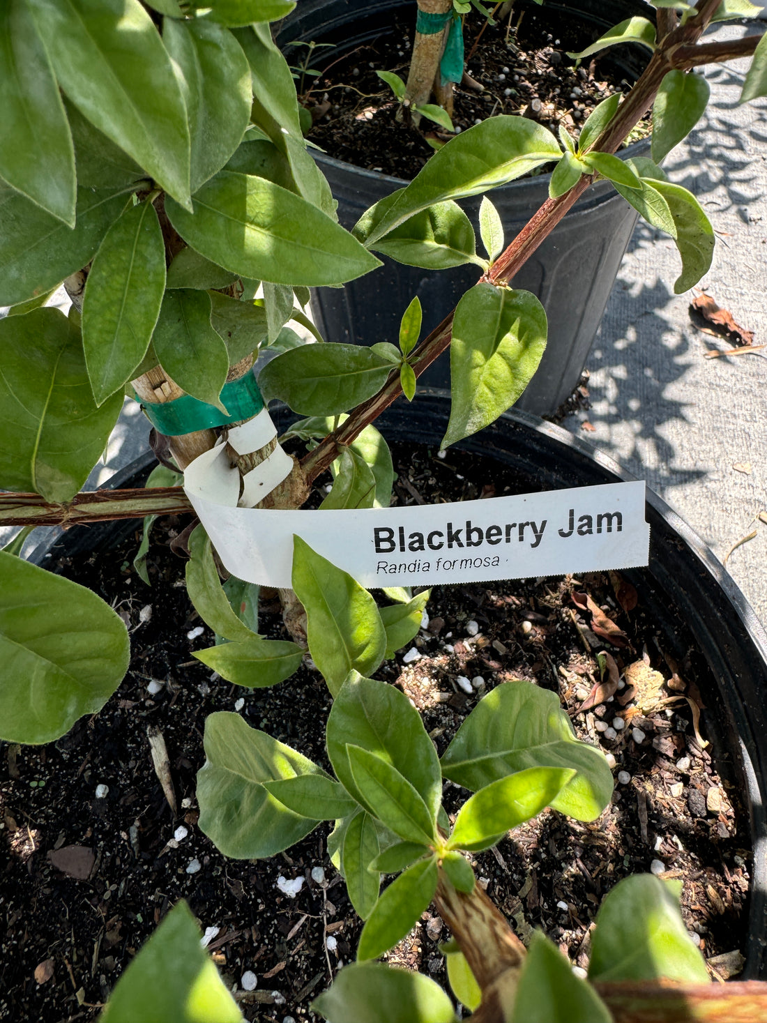 Blackberry Jam Fruti Tree, Randia Formosa
